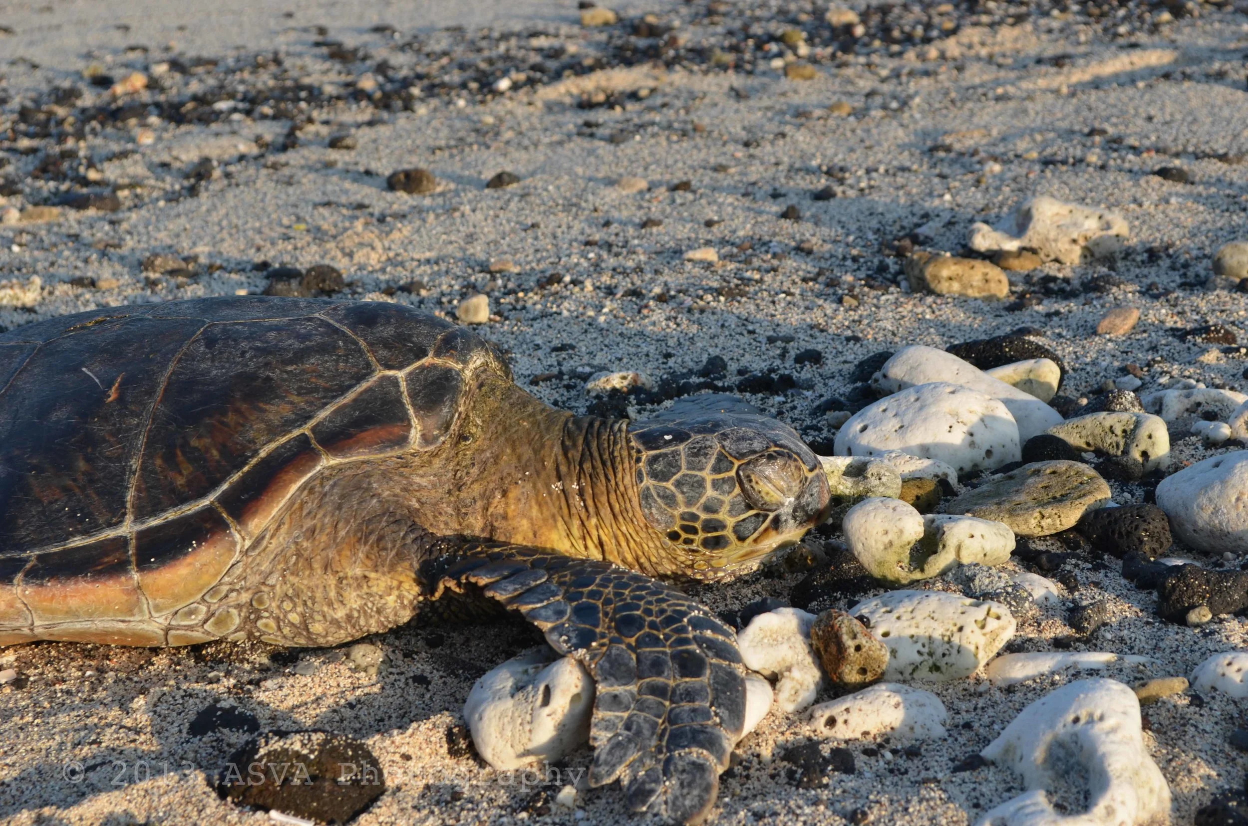Sleeping turtle