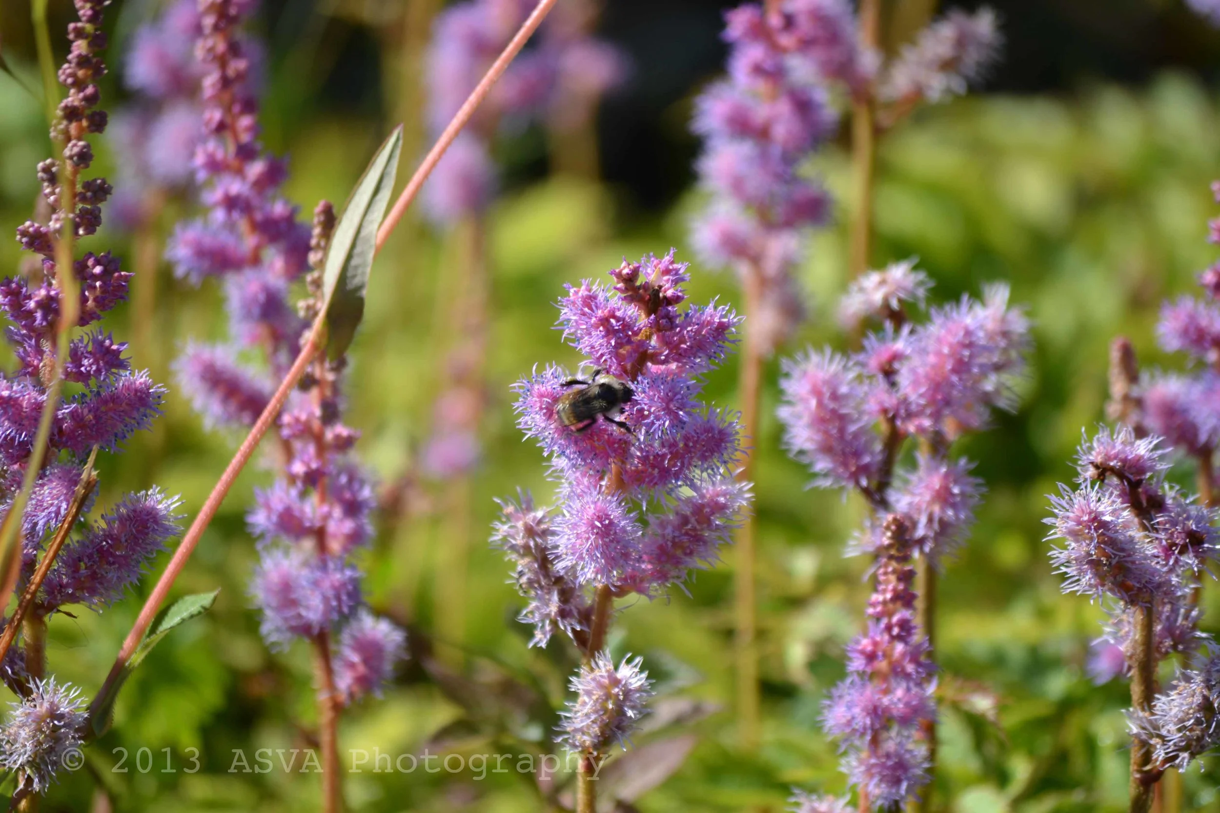 Bee on a flower