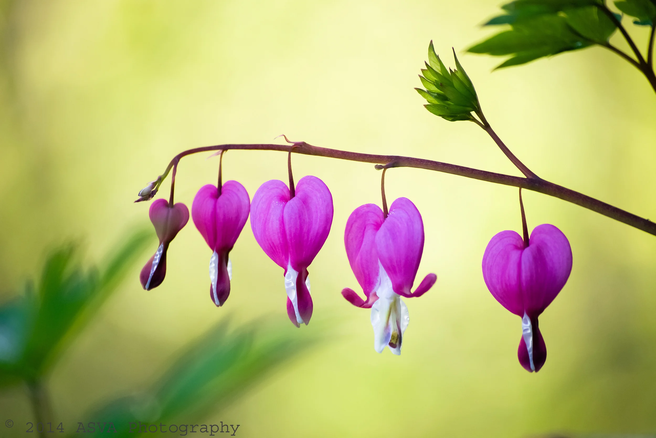 Pink bleeding-heart flowers