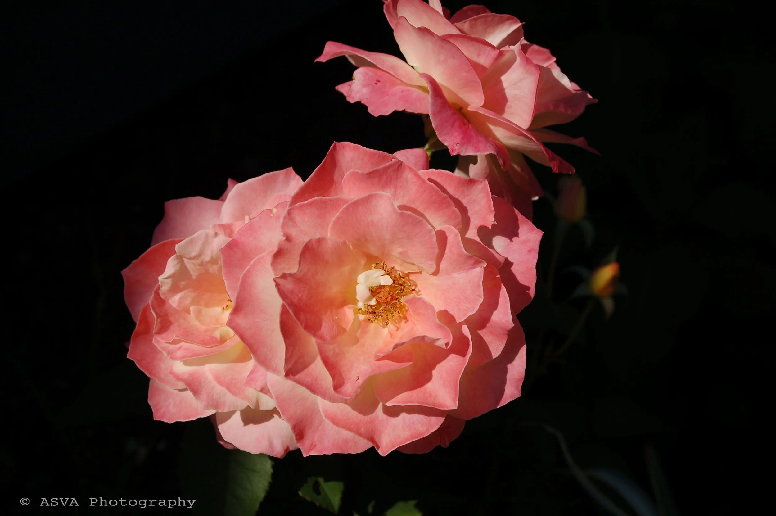 Flowers against a dark background